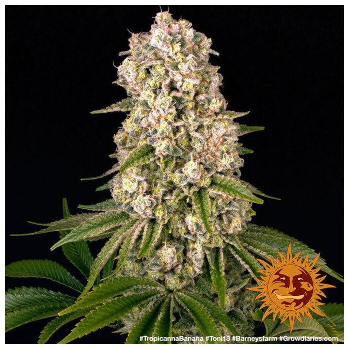 Tropicanna Banana - Barney's Farm