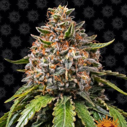 Semillas White Widow XXL - Barney's Farm