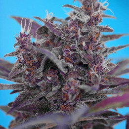 Comprar Black Cream Auto Sweet Seeds