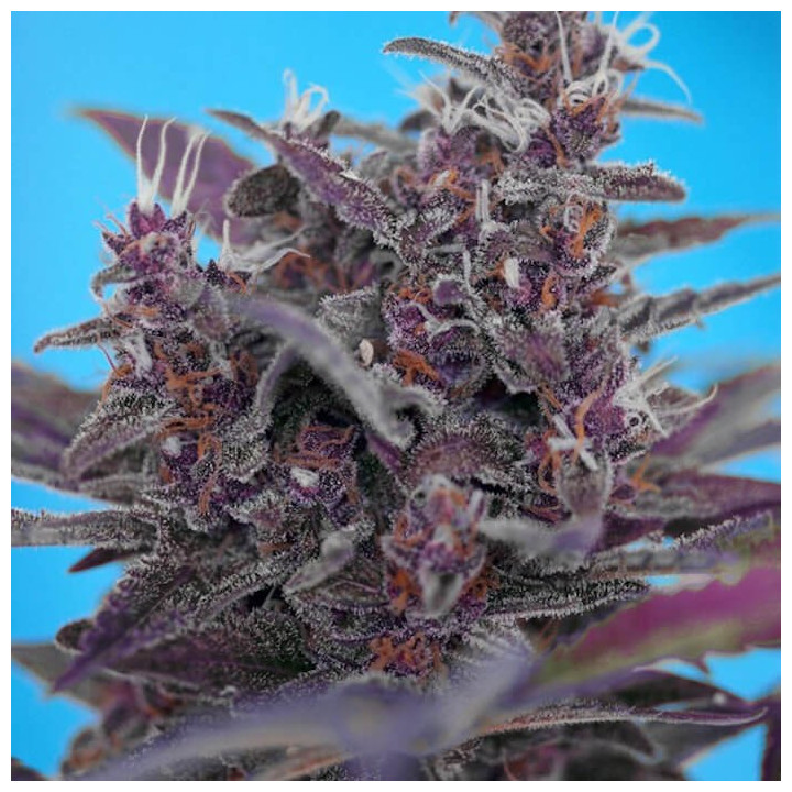 Comprar Black Cream Auto Sweet Seeds
