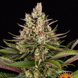 Semillas Sour Strawberry - Barney's Farm