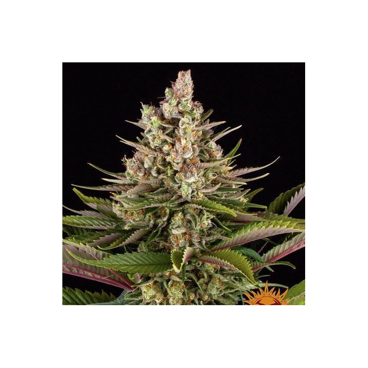 Semillas Sour Strawberry - Barney's Farm