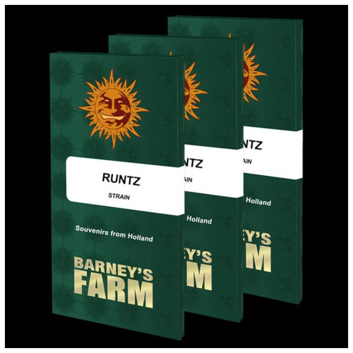 Semillas Runtz - Barney's Farm