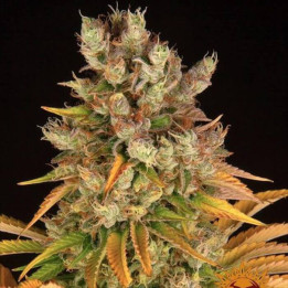 Semillas GMO - Barney's Farm