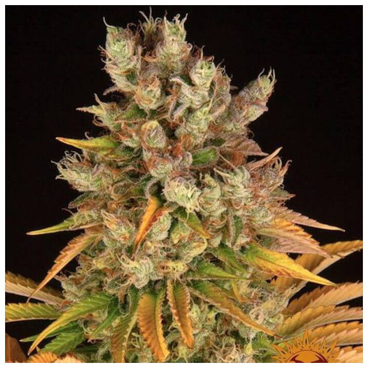 Semillas GMO - Barney's Farm