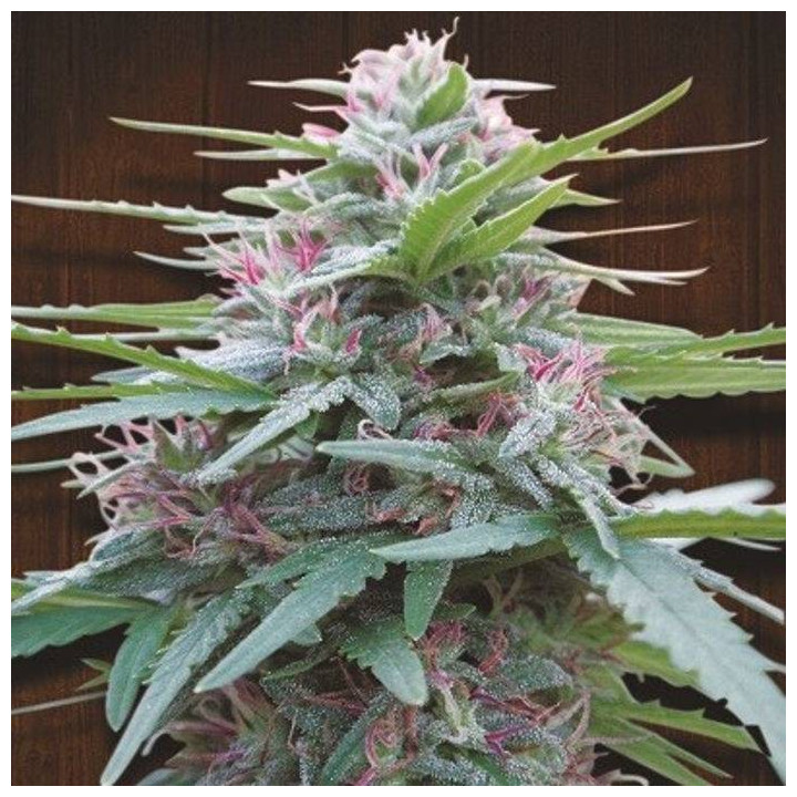 Panama Regular (Ace Seeds)