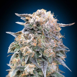 Semillas 00 Kush Fast - 00 Seeds