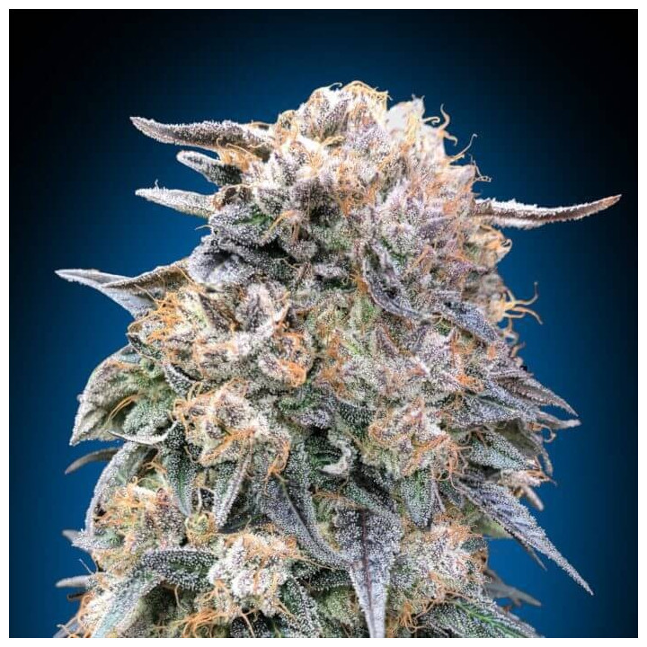 Semillas 00 Kush Fast - 00 Seeds