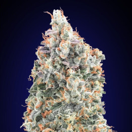 Semillas Blueberry Fast - 00 Seeds