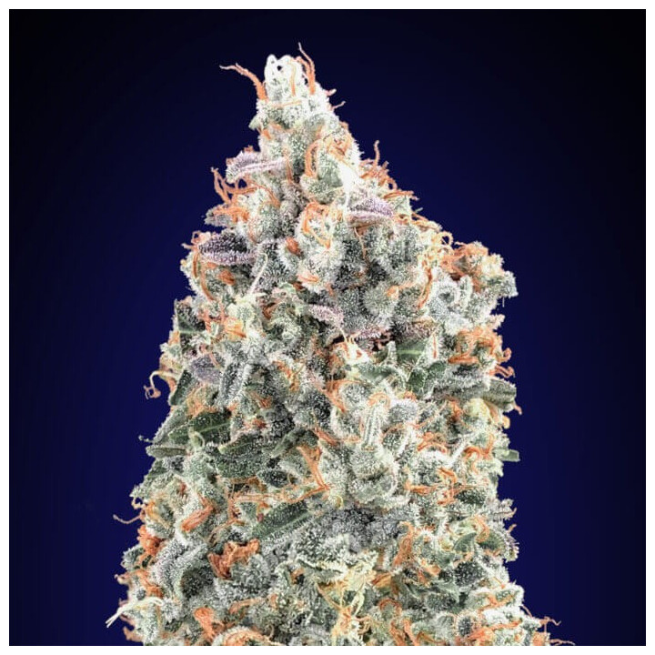 Semillas Blueberry Fast - 00 Seeds