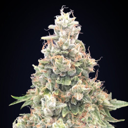 Semillas California Kush Fast - 00 Seeds