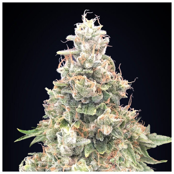 Semillas California Kush Fast - 00 Seeds