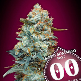 Semillas Sweet Somango Fast - 00 Seeds