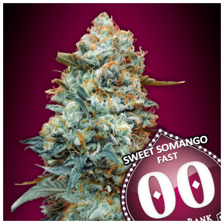 Semillas Sweet Somango Fast - 00 Seeds