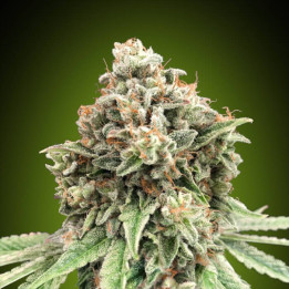 Semillas Sweet Critical Fast - 00 Seeds