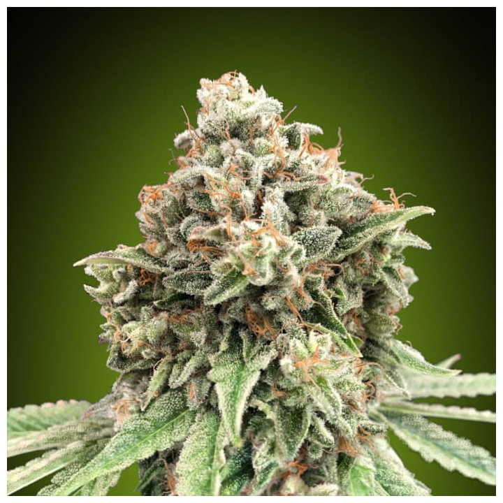 Semillas Sweet Critical Fast - 00 Seeds