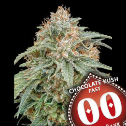 Semillas Chocolate Kush Fast - 00 Seeds