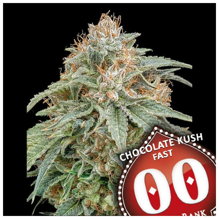 Semillas Chocolate Kush Fast - 00 Seeds