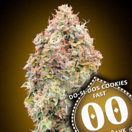 Semillas Do Si Dos Cookies Fast - 00 Seeds