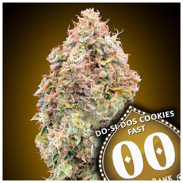 Semillas Do Si Dos Cookies Fast - 00 Seeds