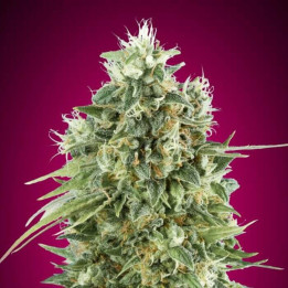 Semillas Bubble Gum CBD - 00 Seeds