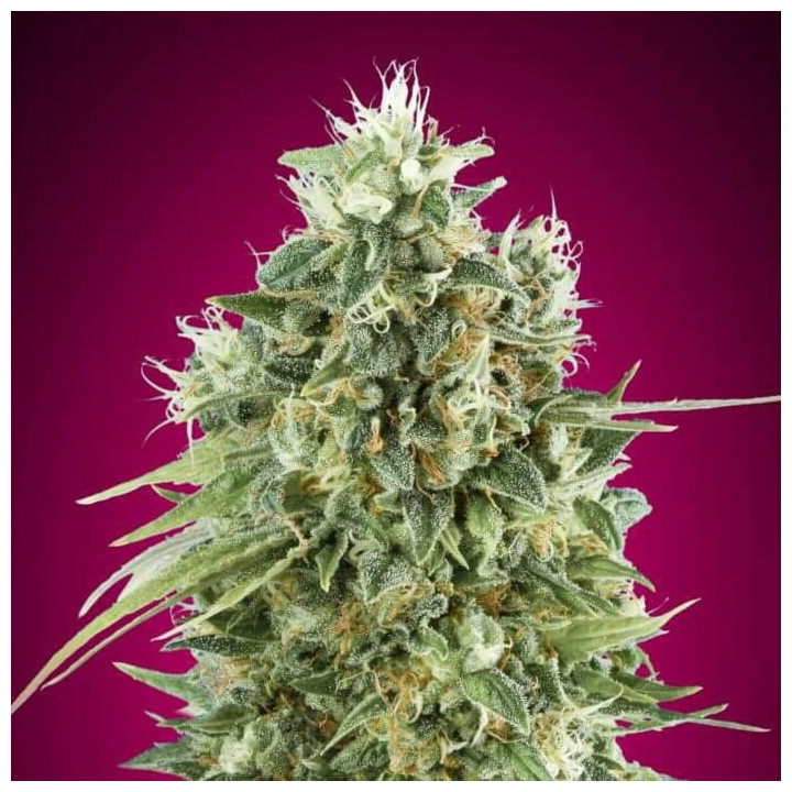 Semillas Bubble Gum CBD - 00 Seeds