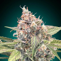 Semillas Northern Lights CBD - 00 Seeds