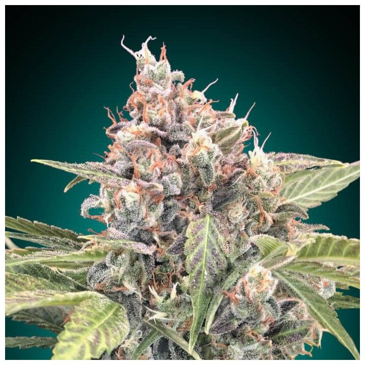 Semillas Northern Lights CBD - 00 Seeds
