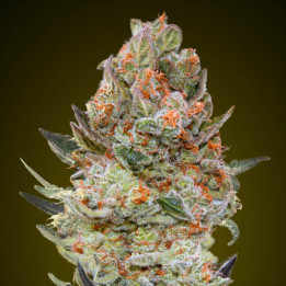 Semillas Sweet Critical CBD - 00 Seeds