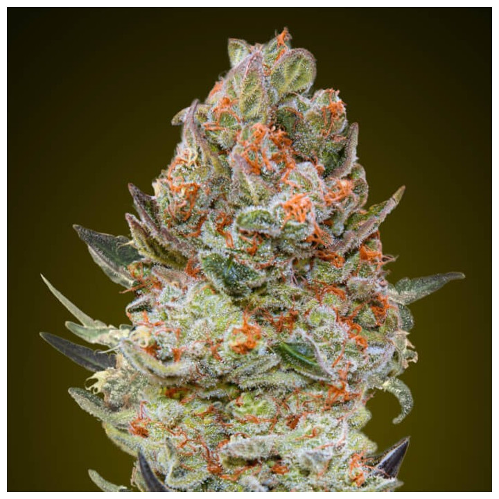 Semillas Sweet Critical CBD - 00 Seeds