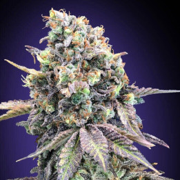 Semillas Purple Punch - 00 Seeds