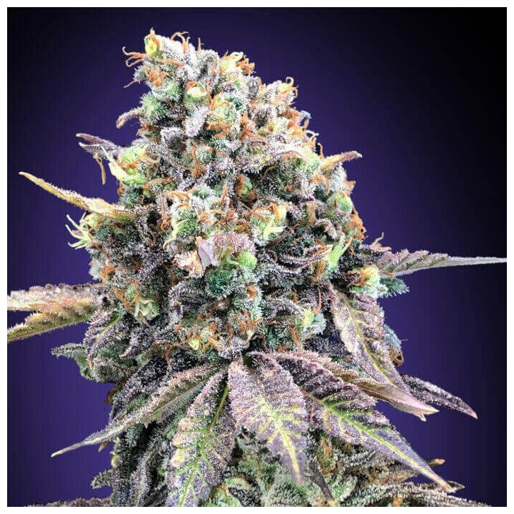 Semillas Purple Punch - 00 Seeds