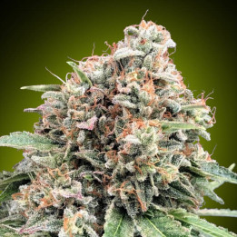 Semillas Sweet Critical 2.0 - 00 Seeds