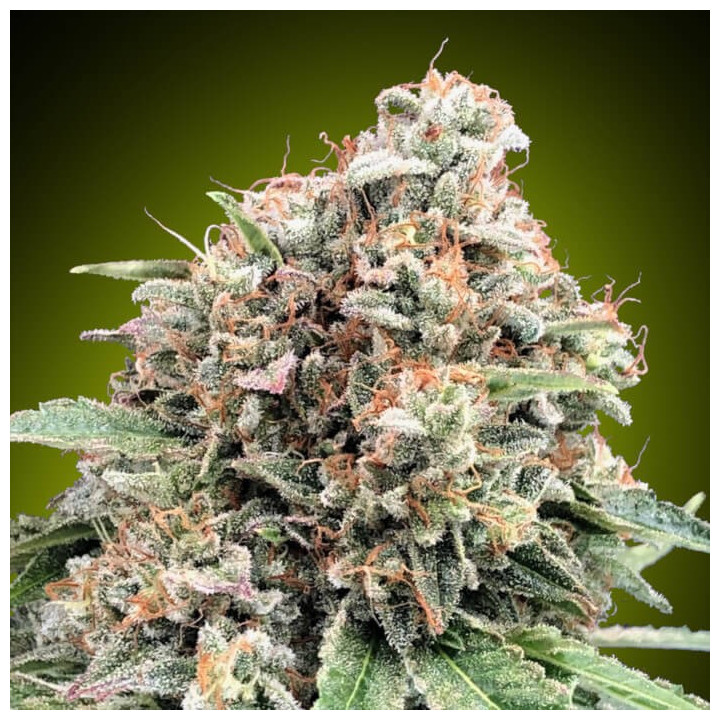 Semillas Sweet Critical 2.0 - 00 Seeds