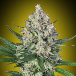 Semillas Lemon OG - 00 Seeds