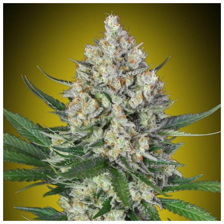 Semillas Lemon OG - 00 Seeds