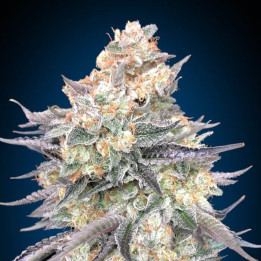 Semillas Blue Dream - 00 Seeds
