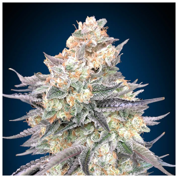 Semillas Blue Dream - 00 Seeds