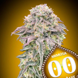 Semillas Mimosa - 00 Seeds
