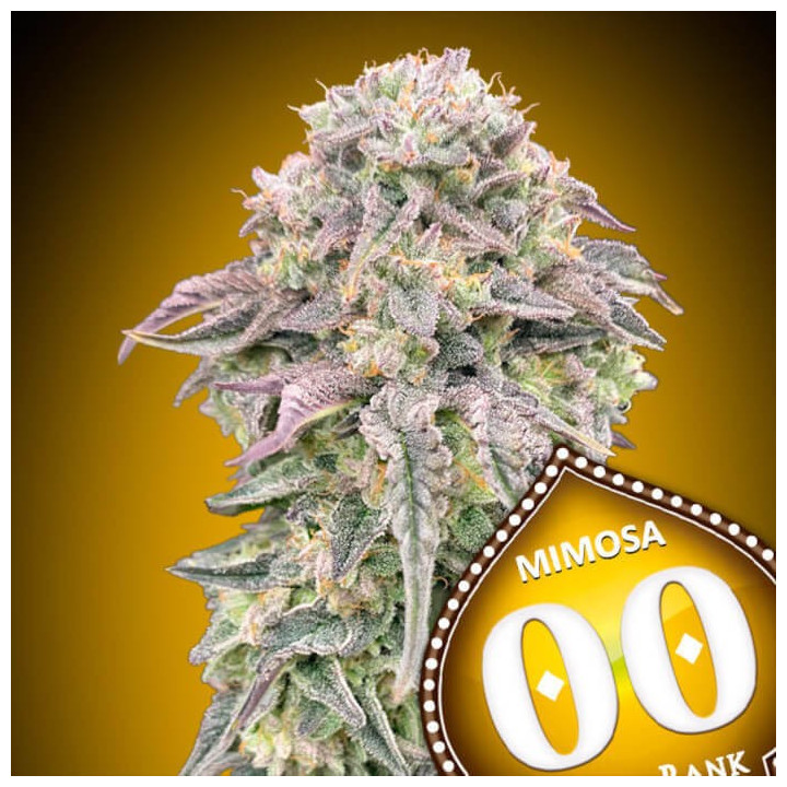 Semillas Mimosa - 00 Seeds