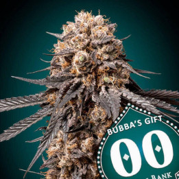 Semillas Bubba's Gift - 00 Seeds