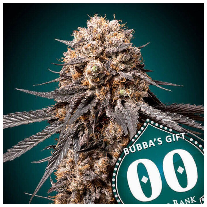 Semillas Bubba's Gift - 00 Seeds