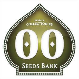 Pack de semillas Female Collection 5 - 00 Seeds