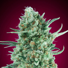 Semillas Auto Bubble Gum - 00 Seeds