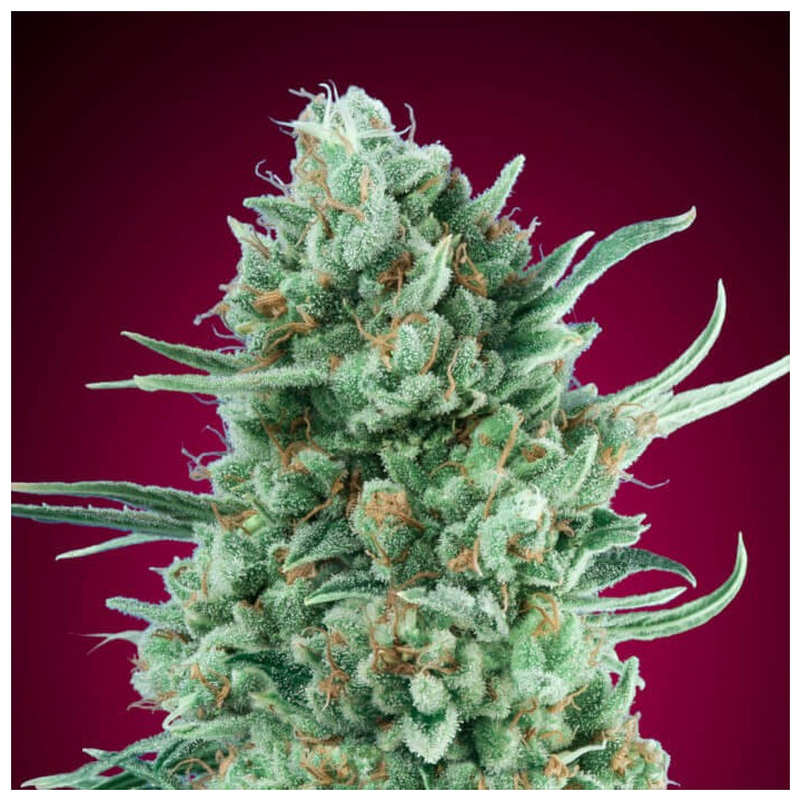 Semillas Auto Bubble Gum - 00 Seeds