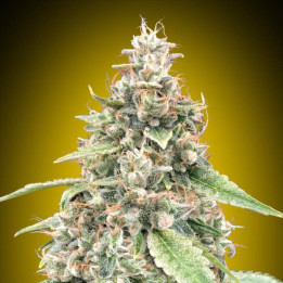 Semillas Auto Lemon OG - 00 Seeds
