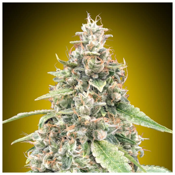 Semillas Auto Lemon OG - 00 Seeds