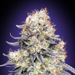 Semillas Auto Purple Punch - 00 Seeds