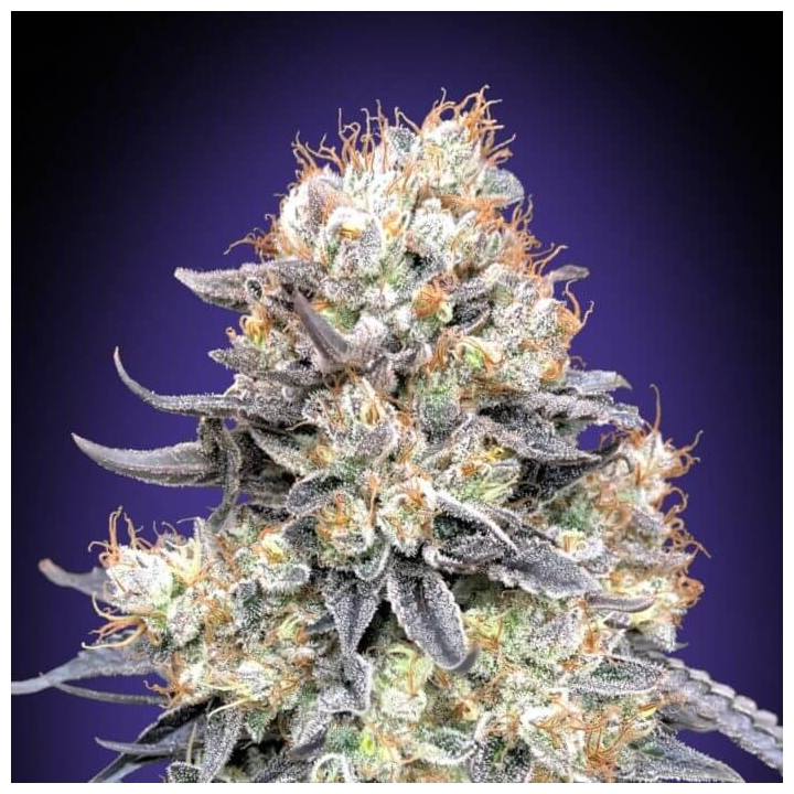 Semillas Auto Purple Punch - 00 Seeds