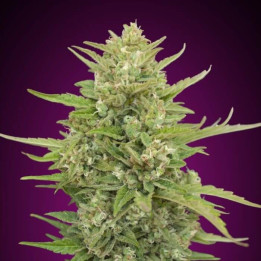 Semillas Auto Super Skunk - 00 Seeds